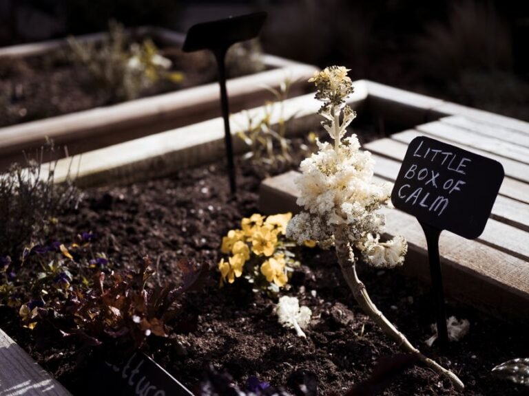 The Garden I Keep Meaning to Fix